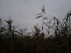 l1_20241102_171845