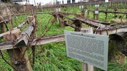 g1_7.12.24_PWV_Herrenhof_Mussbach_7