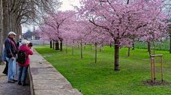 a3_23.3.25_Kirschblüte_Schwetzingen_11