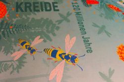 n_25.5.25_Messel_44