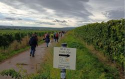 d1_21.9.25_Zellertal_Weingut_Lüll_28