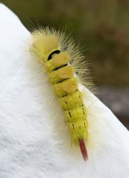 k3_19.10.25_Eppenbrunn_Altschloßfelsen_83