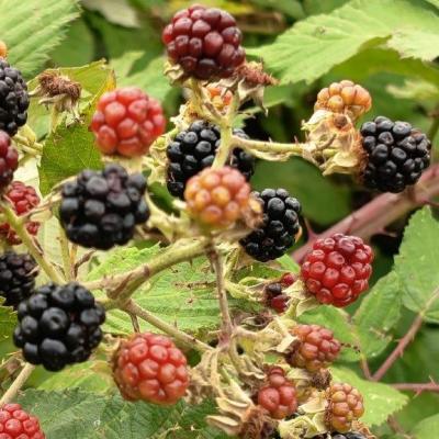 Q1 Neckarsteinach 20.7.25 56