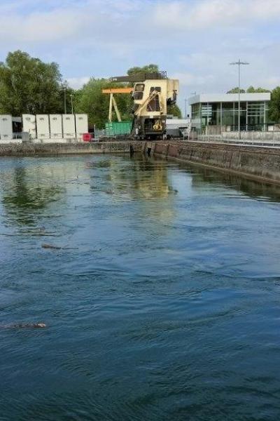 H1 Pwv 26.4.25 Iffezheim Favorite 29