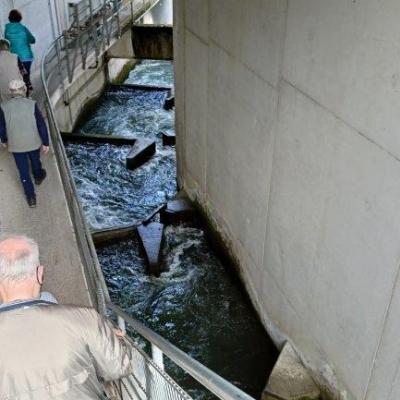 L Pwv 26.4.25 Iffezheim Favorite 12